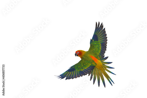 Sun conure parrot flying isolated on transparent background png file