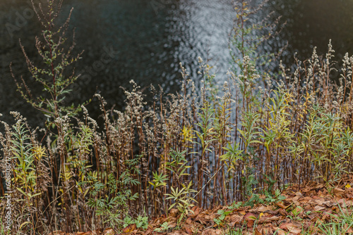 Vegetation on the shores of a lake, in autumn