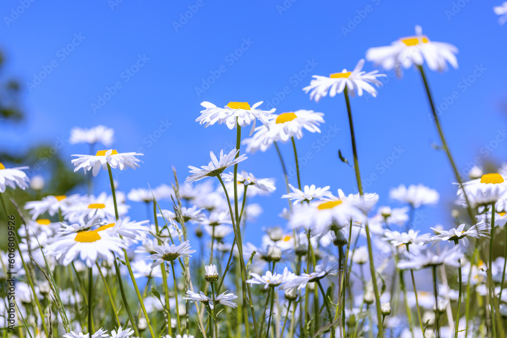Daisies or Oxeye daisy flowers 