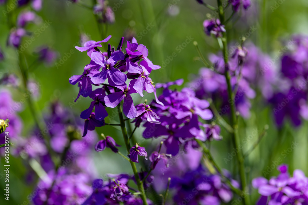 Lilac wildflowers growing wild in summer meadow. Purple color blooms. Dublin, Ireland