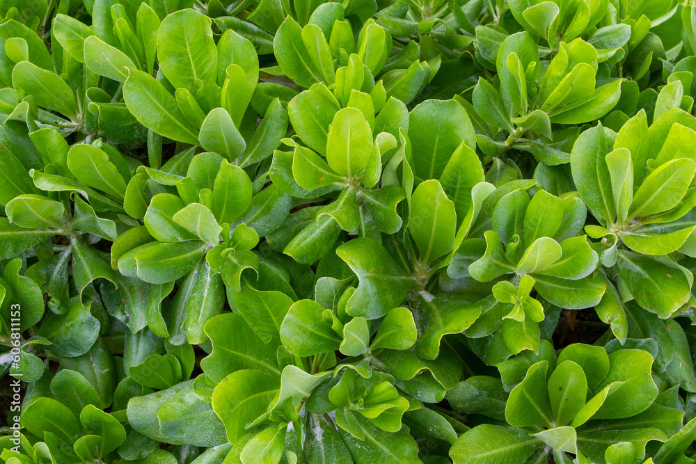 Fototapeta premium Lush Tropical Green Plant