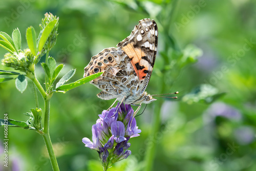 Close-up of a painted lady butterfly on alfalfa. 