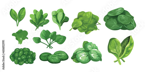 Set spinach leaves green plant flat design cartoon style vector illustration.