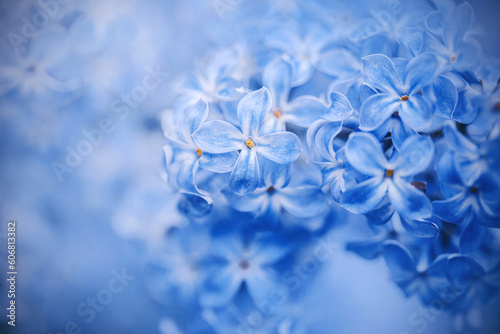 Beautiful blue lilac flowers bloom on a bright spring day. The beauty of nature and the fragrance of spring.