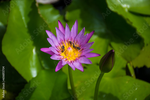 Bees are collecting nectar of a purple water lilly flower.