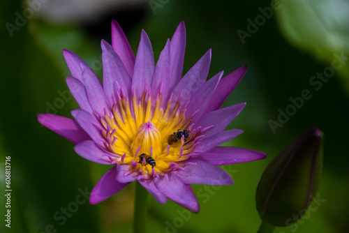 Bees are collecting nectar of a purple water lilly flower.