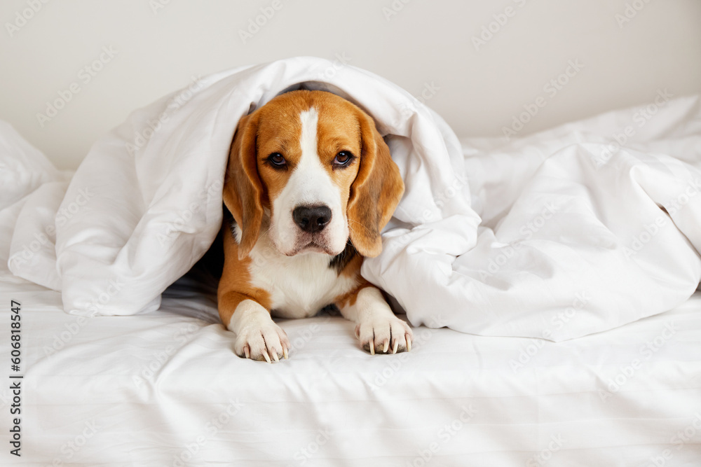 The Cute beagle dog is lying on the bed under a blanket . Cozy homely atmosphere.