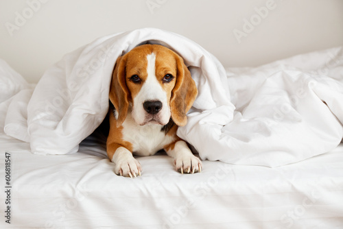 The Cute beagle dog is lying on the bed under a blanket . Cozy homely atmosphere.