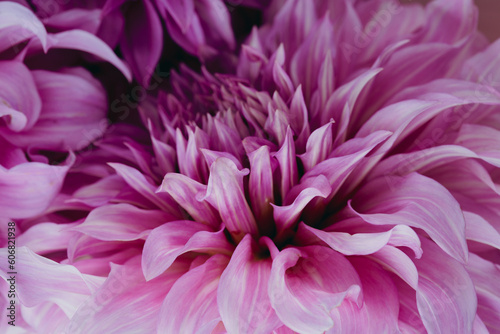 Purple flower dahlia closeuo flowers background