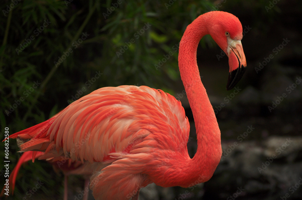 Obraz na plátně American flamingo (Phoenicopterus ruber) portrait