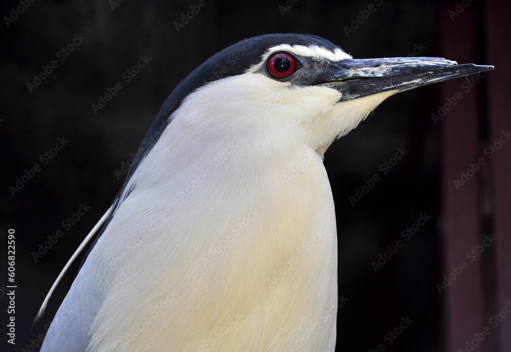 Black-crowned night heron (Nycticorax nycticorax) portrait