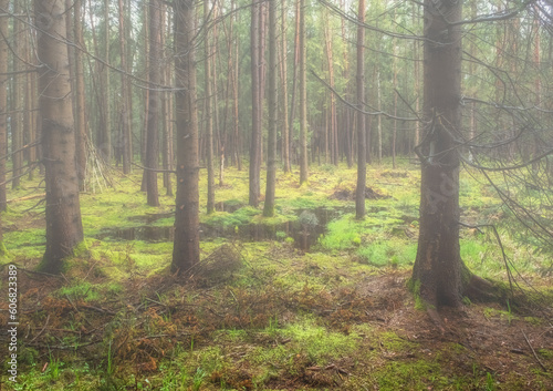 Bog and pine forest in fog