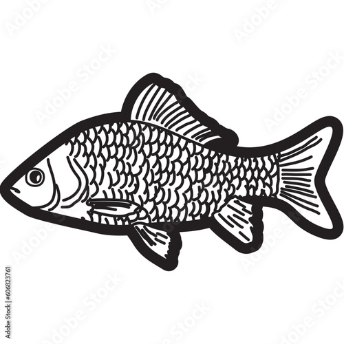 Crucian Carp Fish Sketch