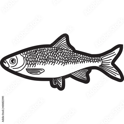 Roach Fish Sketch Illustration