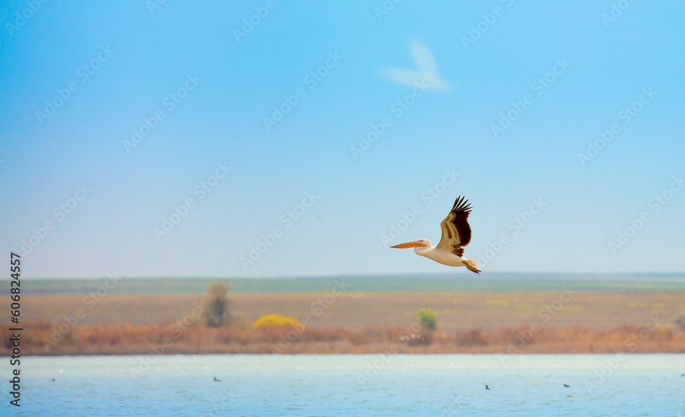 A flock of pelican birds walks along the blue lake of Cyprus. Flying pelicans in the blue sky. Waterfowl at the nesting site. A flock of pelican birds walks along the blue lake of Cyprus. Flying pelicans in the blue sky. Waterfowl at the nesting site.