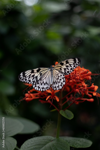 butterfly on flower