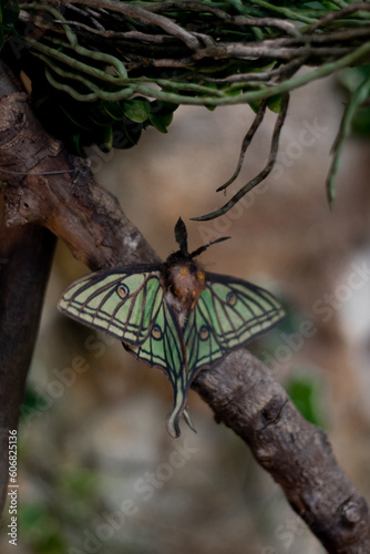 Moth on a tree