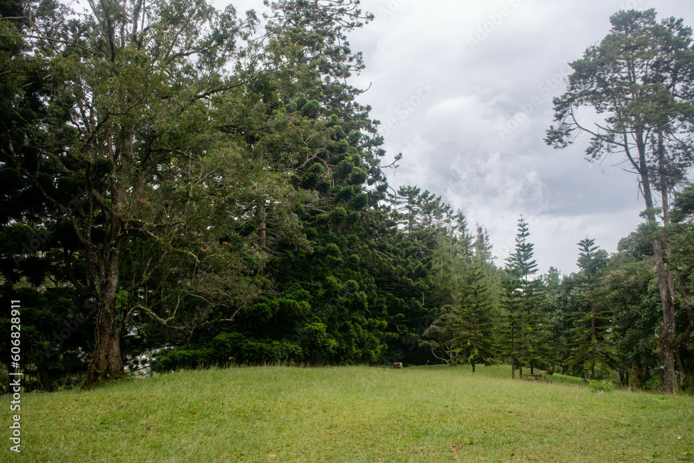 A tranquil grass field nestled amidst a towering pine tree forest, with a dramatic dark gray sky overhead adding a touch of mystique to the serene scenery A tranquil grass field nestled amidst a towering pine tree forest, with a dramatic dark gray sky overhead adding a touch of mystique to the serene scenery