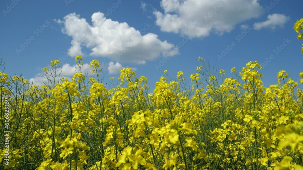 Rapeseed bloom. Honey collection time.
Rapeseed is an industrial crop. Excellent honey plant.
Rapeseed bloom. Honey collection time.
Rapeseed is an industrial crop. Excellent honey plant.