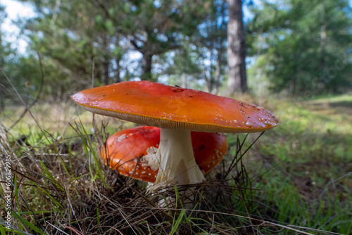 Close up of fly agaric mushrooms near Cambria, California.