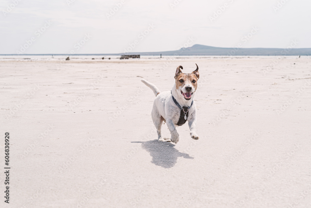 Smiling happy dog playing and running at beach of salt lake on summer day Smiling happy dog playing and running at beach of salt lake on summer day