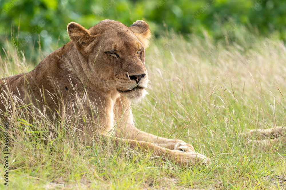Lion, lionne, panthera leo, Parc national du Kruger, Afrique du Sud Lion, lionne, panthera leo, Parc national du Kruger, Afrique du Sud
