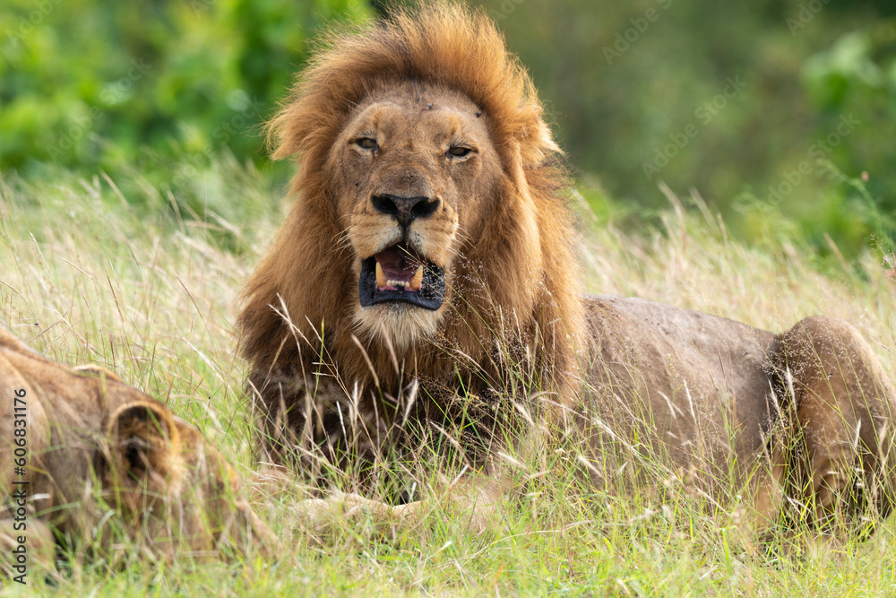 Lion, Panthera leo, Parc national du Kruger, Afrique du Sud Lion, Panthera leo, Parc national du Kruger, Afrique du Sud