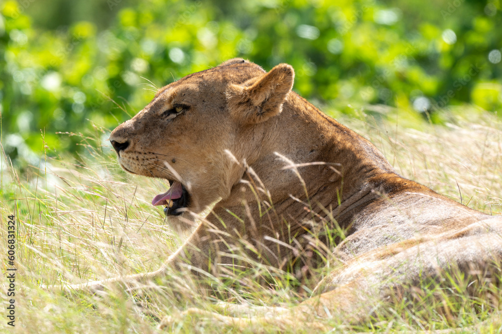 Fototapeta premium Lion, lionne, panthera leo, Parc national du Kruger, Afrique du Sud