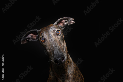 Portrait brindle greyhound tilting head side. Isolated on black dark background