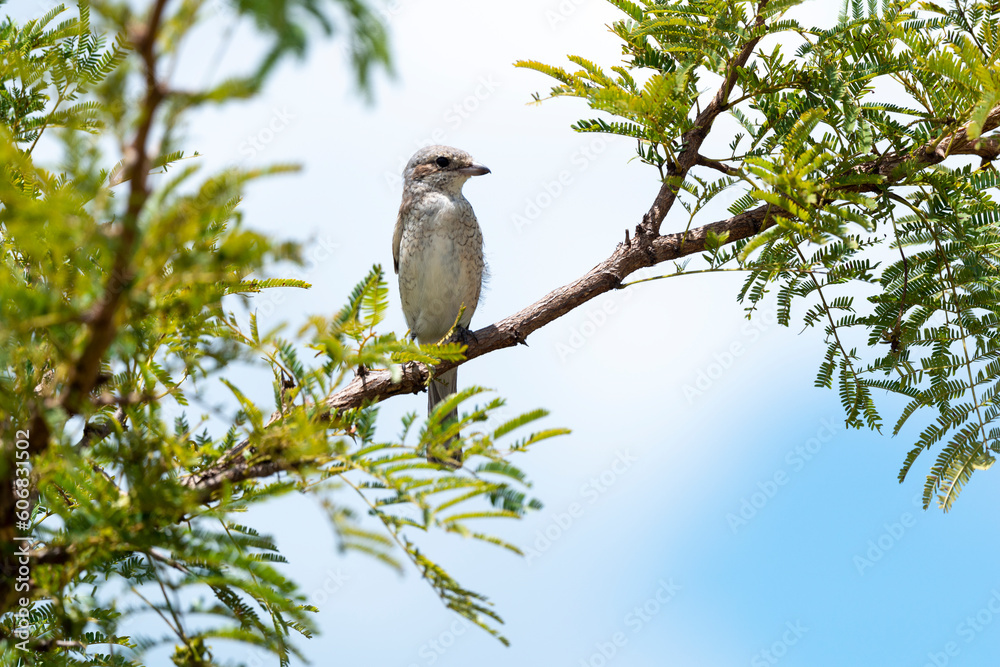 Pie grièche écorcheur,. male, Lanius collurio, Red backed Shrike Pie grièche écorcheur,. male, Lanius collurio, Red backed Shrike