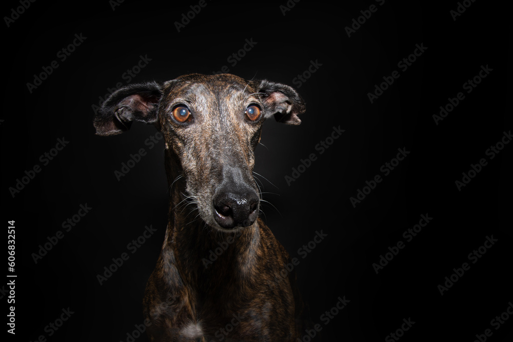 Portrait brindle greyhound with serious expressios face. Isolated on black background. Front view Portrait brindle greyhound with serious expressios face. Isolated on black background. Front view
