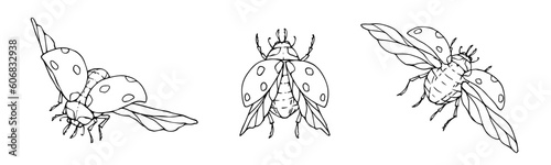 A set of sketches, coloring pages of ladybug winged insects.Vector graphics.