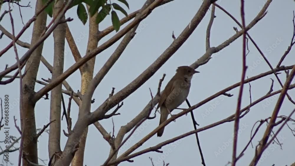 Common nightingale (Luscinia megarhynchos) sings a complex clicky song. Songbird in nature. Common nightingale (Luscinia megarhynchos) sings a complex clicky song. Songbird in nature.