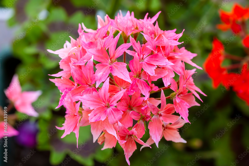 Fotografie Pelargonium Snowbright Star geranium in bloom.
