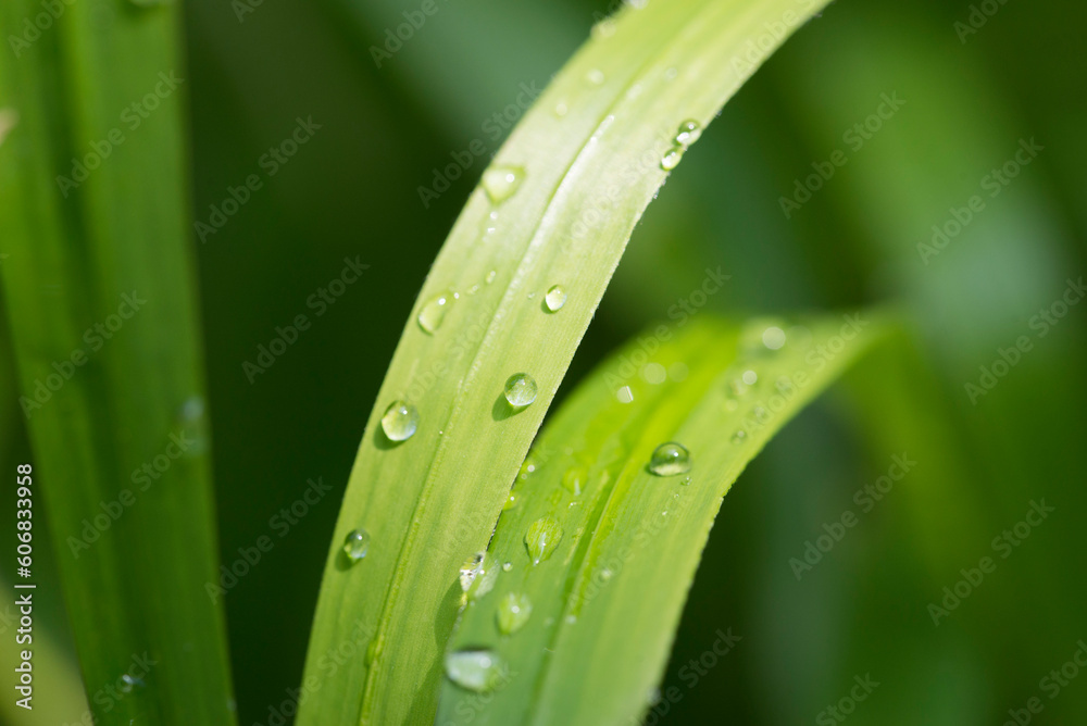 Raindrop macro, grass in a wild meadow Raindrop macro, grass in a wild meadow