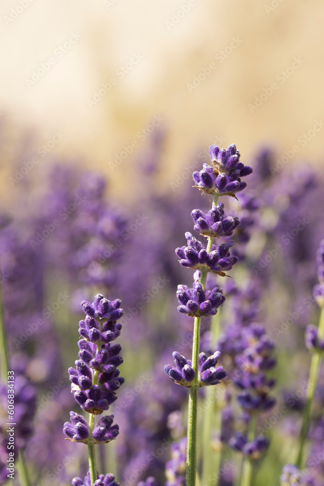 Close up of lavender flowers. Blurred background Close up of lavender flowers. Blurred background