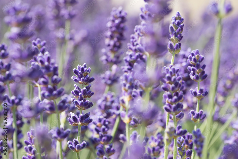 Close up of lavender flowers. Blurred background Close up of lavender flowers. Blurred background
