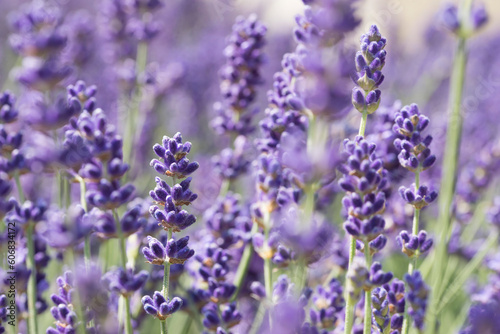 Close up of lavender flowers. Blurred background