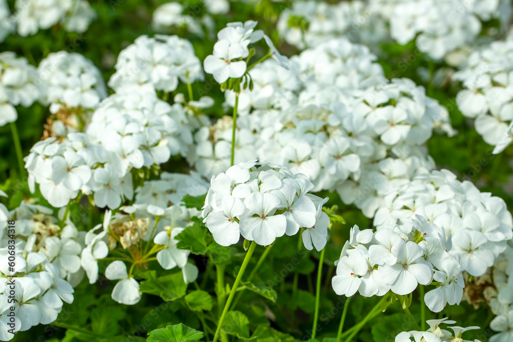 White geranium bloomed in spring.