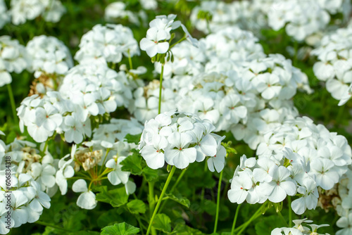 Obraz na płótnie White geranium bloomed in spring. w salonie