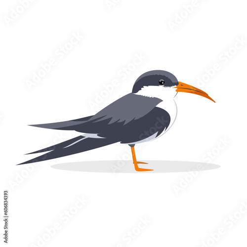 Indian skimmer bird vector illustration Indian scissors bill rynchops albicollis vector image