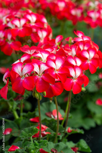 Bicolor geranium flower blooming in spring.