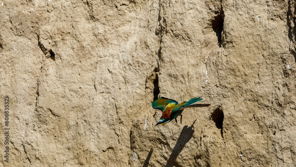Fototapeta premium Colorful Bee Eater in the Danube Delta 