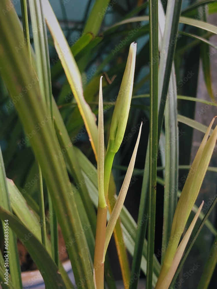 Obraz premium Alpine herbaceous plants.