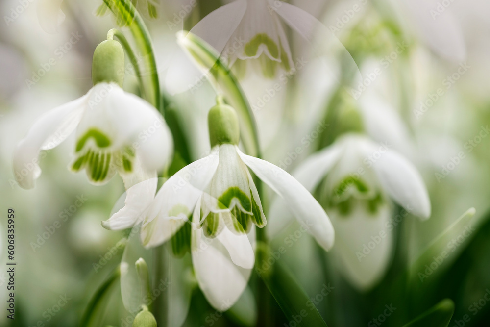 snowdrop flowers in spring