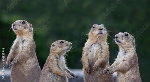 prairie dogs on a rock