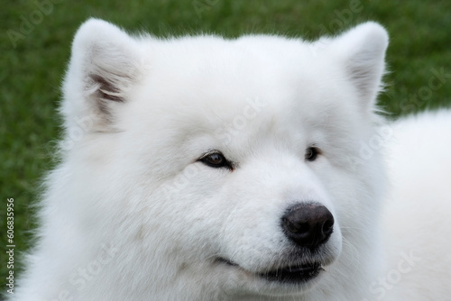 portrait of white samoyed dog