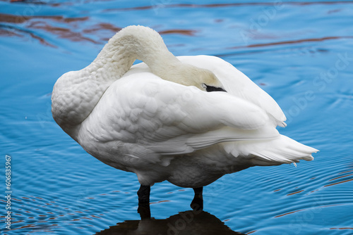white swan in a lake