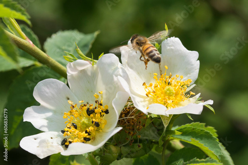 Bee flying on a white wild flower. Pollination and biodiversity protection concepts