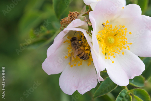 Macro of a bee taking nectar from a wild flower to make honey